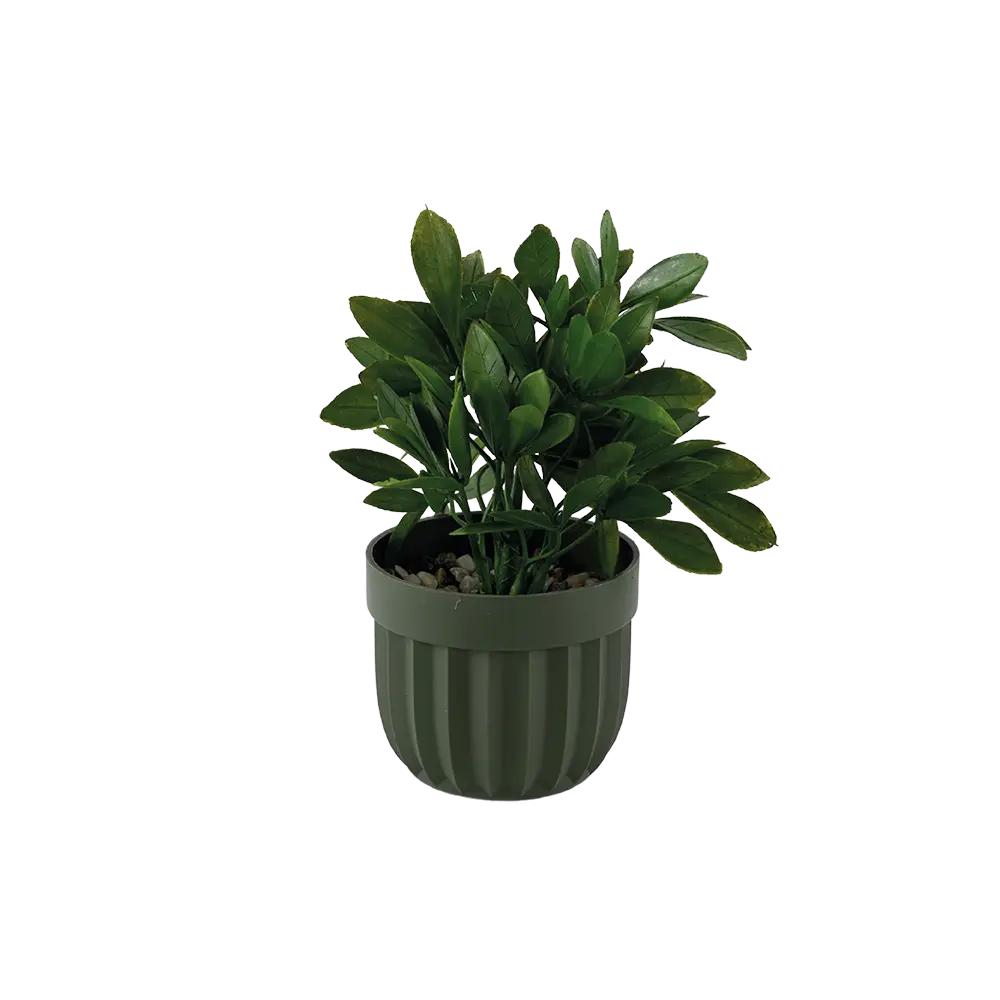 Eva-ZZ-Plant-with-Green-Vase Eva zz plant with green vase