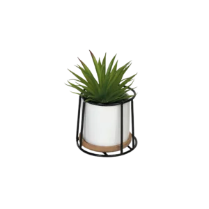 Green plant 10x10cm with porcelain white vase & black metal frame