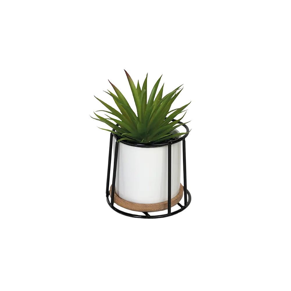 Green plant 10x10cm with porcelain white vase & black metal frame