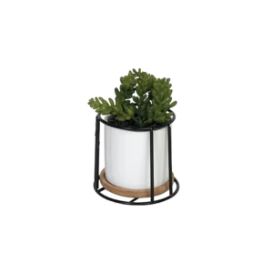 Green plant 10x10cm with porcelain white vase & metal frame