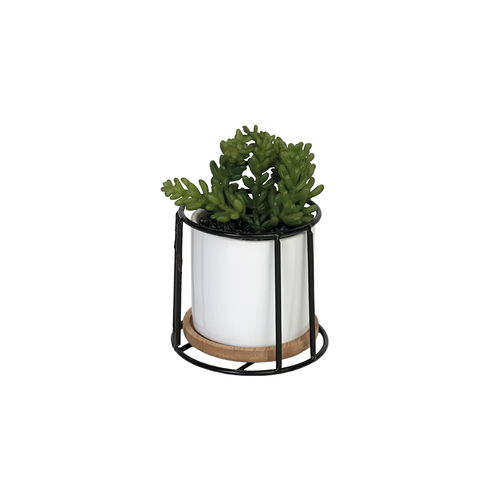 Green plant 10x10cm with porcelain white vase & metal frame