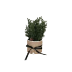 Green plant 10x25cm with straw vase & black ribbon