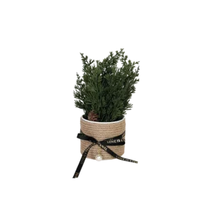 Green plant 10x25cm with straw vase & black ribbon