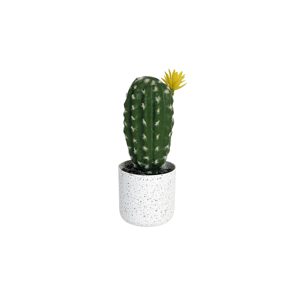 Flower cactus plant with plastic vase