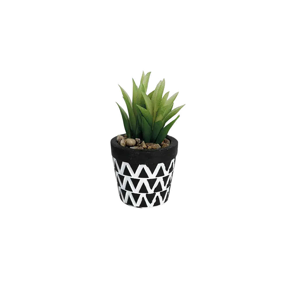 Succulent plant 10.5cm with ceramic black vase