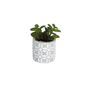 Succulent plant 10.5cm with ceramic vase