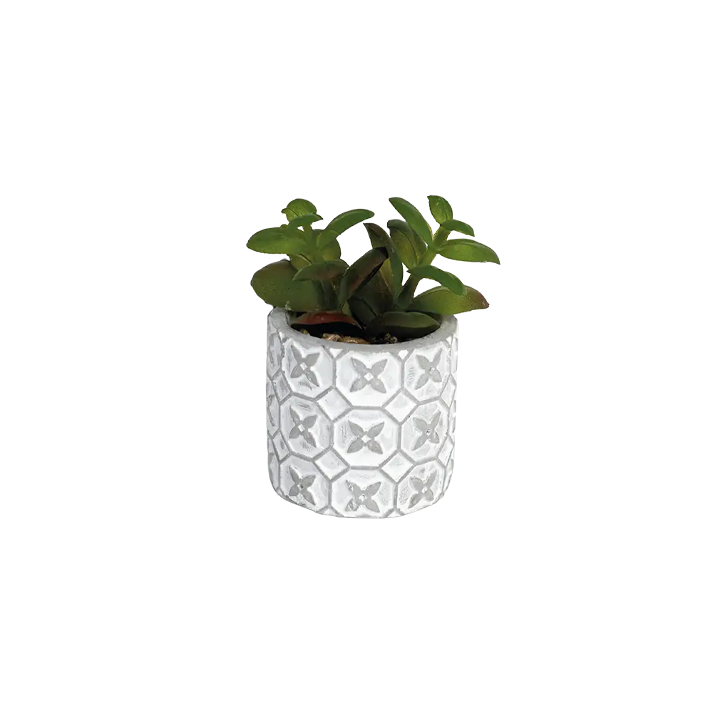 Succulent plant 10.5cm with ceramic vase