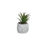 Succulent plant 10cm with ceramic vase