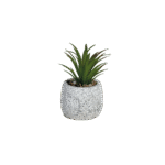 Succulent plant 10cm with ceramic vase