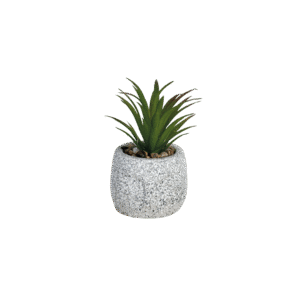 Succulent plant 10cm with ceramic vase