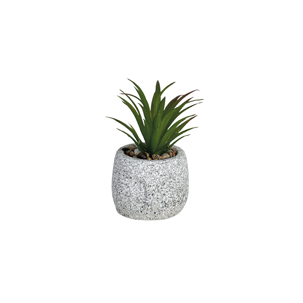 Succulent plant 10cm with ceramic vase