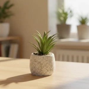Succulent plant 10cm with ceramic vase1
