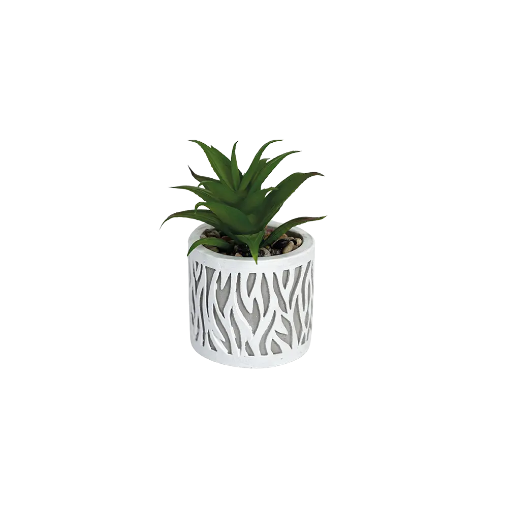 Succulent plant 11.5cm with ceramic vase