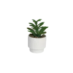 Succulent plant 16cm with porcelain vase