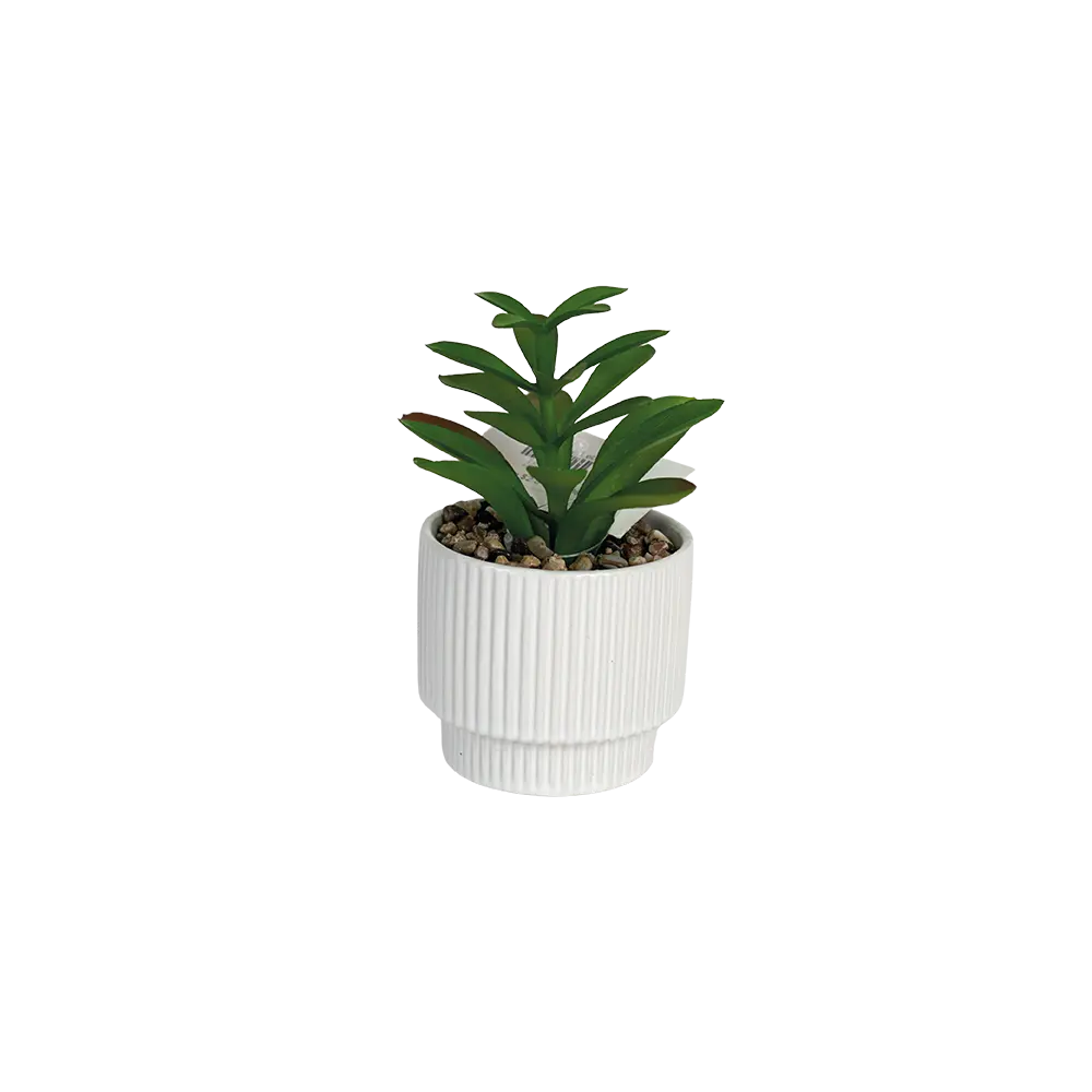 Succulent plant 16cm with porcelain vase