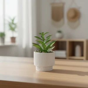 Succulent plant 16cm with porcelain vase1