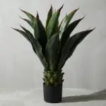 Agave Americana Plant