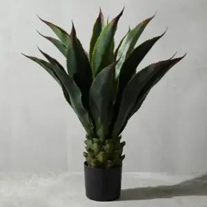 Agave Americana Plant