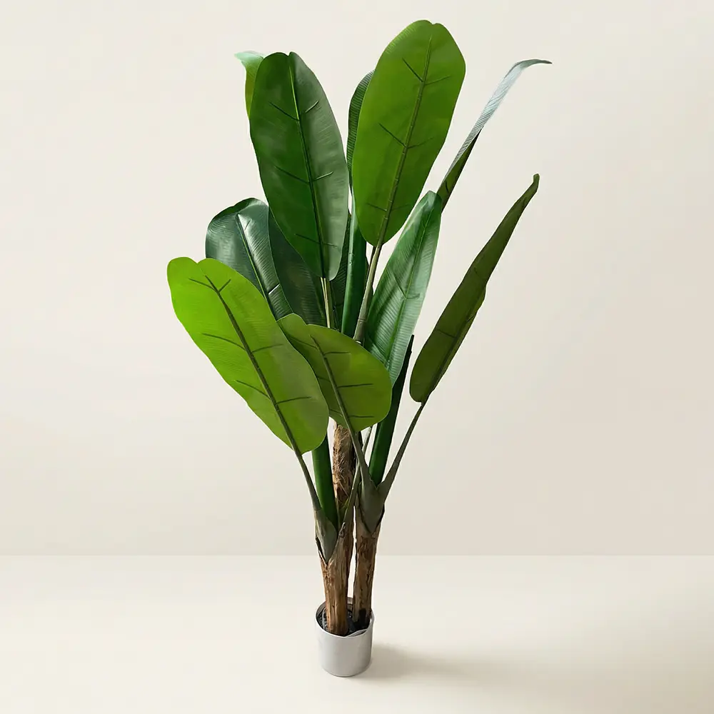 Bird-of-Paradise-150cm-Tree Bird of Paradise 150cm Tree