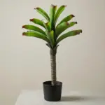 Bromeliad Green Plant