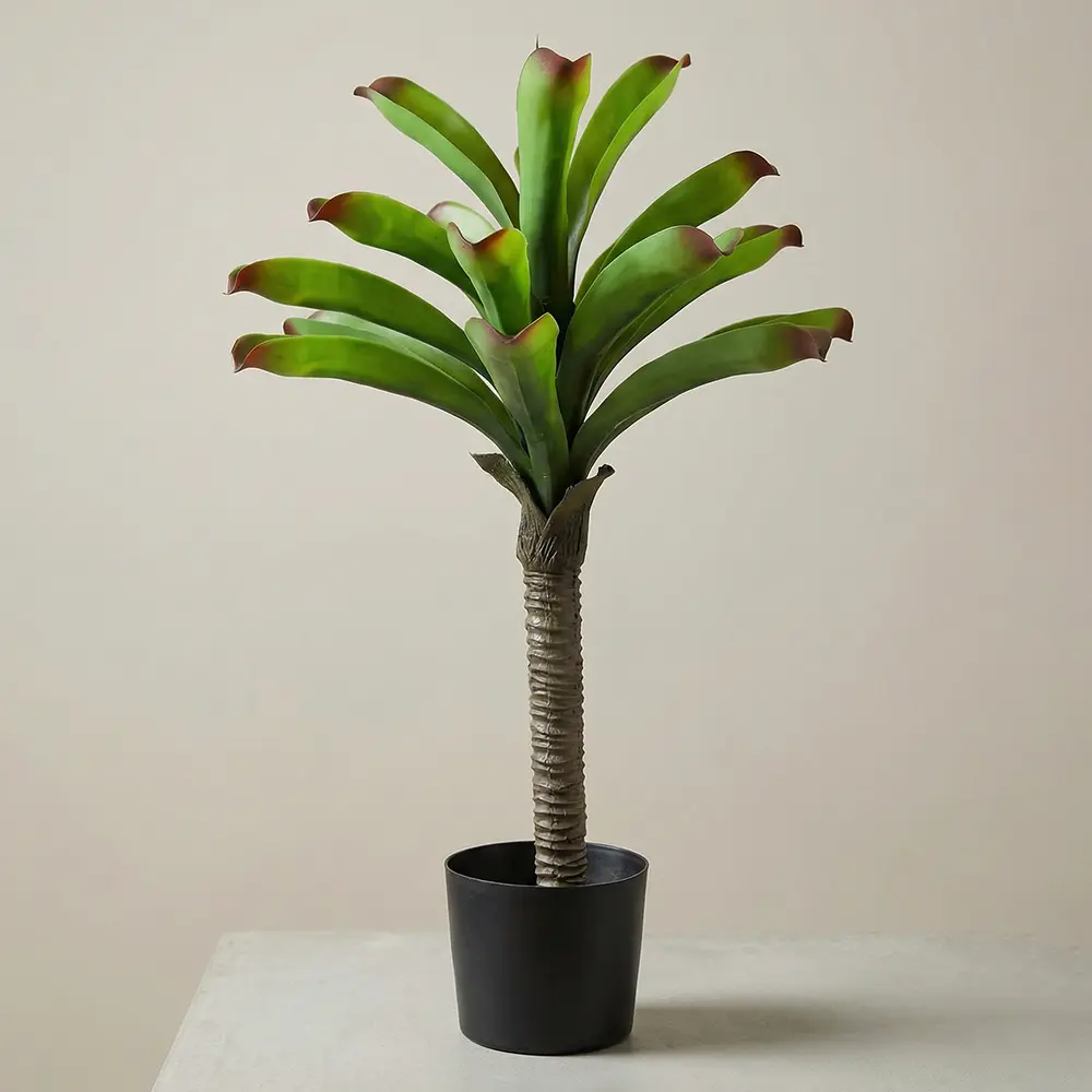 Bromeliad Green Plant