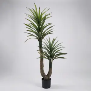 Double Yucca Cane Tree