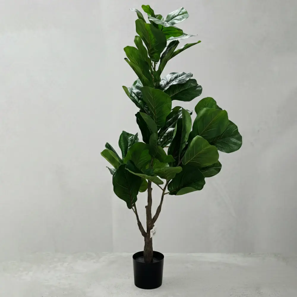 Fiddle Leaf Fig Tree
