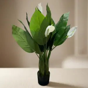 Peace Lily 100cm Plant