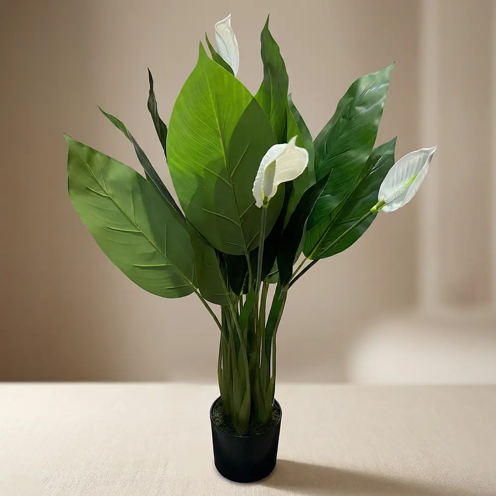 Peace Lily 100cm Plant