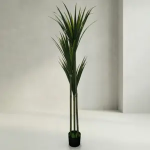 Triple Dracaena Marginata 160cm Tree