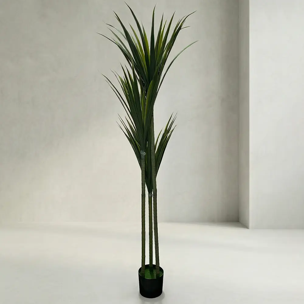 Triple Dracaena Marginata 160cm Tree