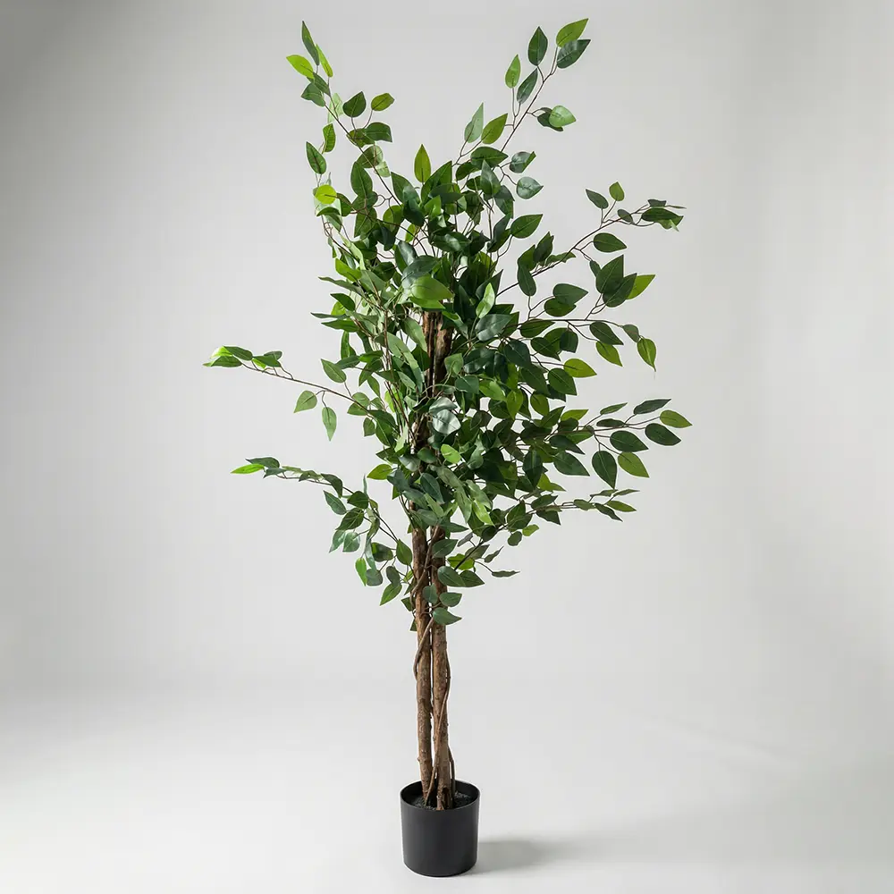 Weeping Fig 180cm Tree