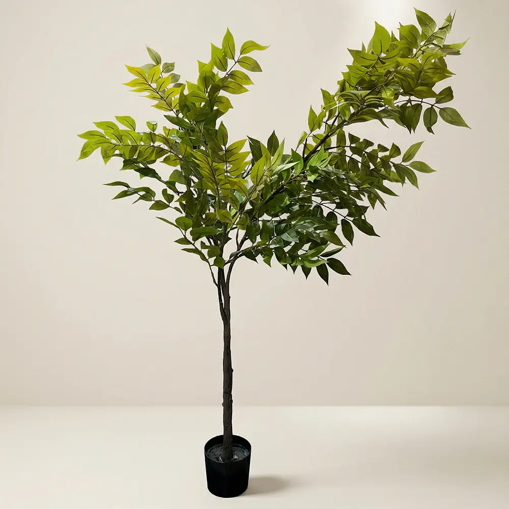 Weeping-Fig-Tree Weeping Fig Tree